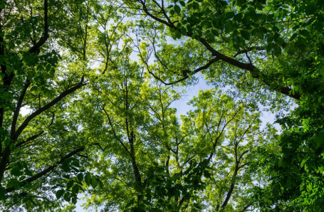 Trees covering the sky