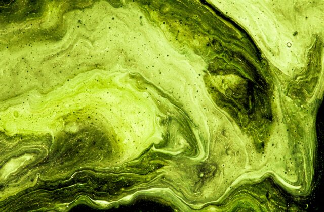 algae swirled in water